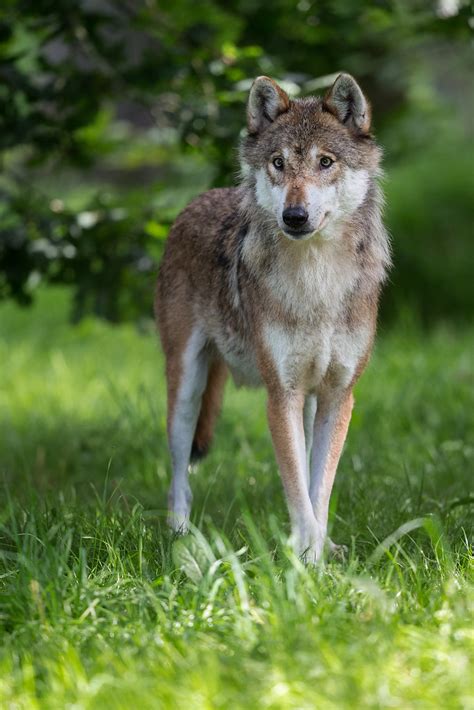 Standing To Attention Eurasian Wolf At Tierpark Sababurg