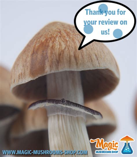 Reviews About Magic Mushroom Grow Kits Top 10 Magic Mushrooms Shop Blog