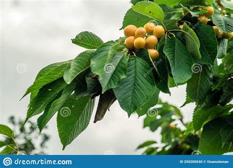 Brush Of White Cherry Berries On Branch Among Green Leaves Rainier