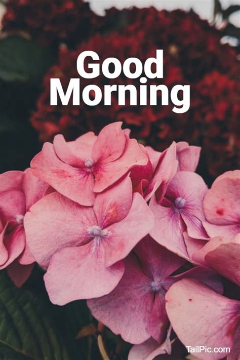 35 Best Good Morning Flowers Images