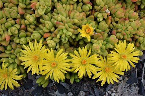 Yellow Hardy Ice Plant