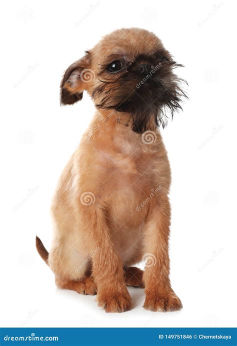 Studio Portrait Of Funny Brussels Griffon Dog Looking Into Camera Stock
