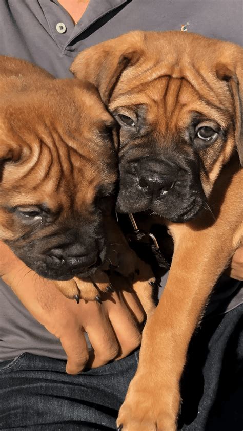 English×american bull mastiff puppies for sale. Bullmastiff Puppies For Sale | Ventura, CA #303844