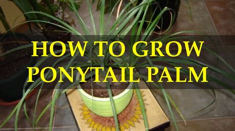 How To Grow Ponytail Palm Youtube