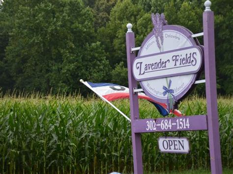 Lavender Fields A Delaware Hidden Gem In Milton