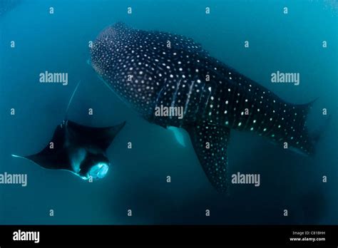 Whale Shark In Maldives Manta Ray Hanifaru Shallow Water Snorkel