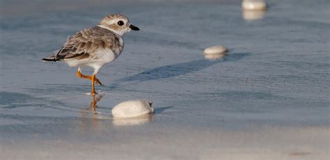 Can Individual Actions Save Threatened Birds Two Local Beaches Chosen