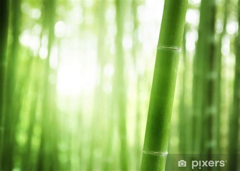 Fototapete Bamboo Forest Pixersat