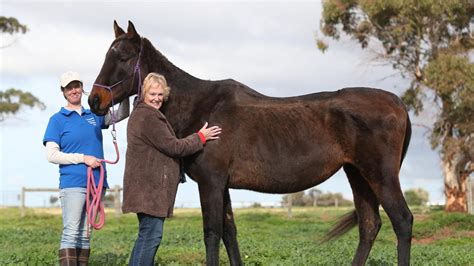 ► submit your website to this page horse rescue australia inc. Horse rescue haven closures due to drought and hay costs ...