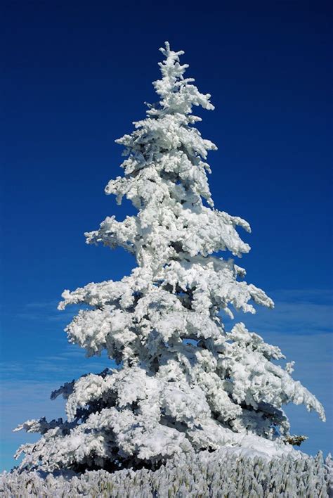 Winter Beauty Atop Roan Mountain Nc Along The Appalachian Trail Snow