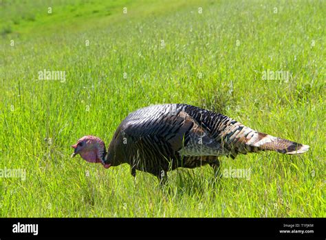 Male Turkey Walking Through A Grassy Hillside Field In Northern
