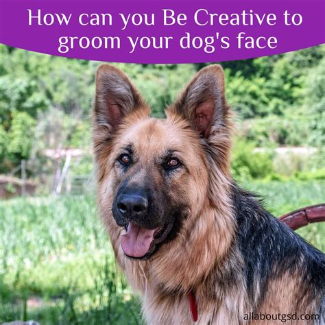 How To Groom The Face Of A German Shepherd All About German Shepherds