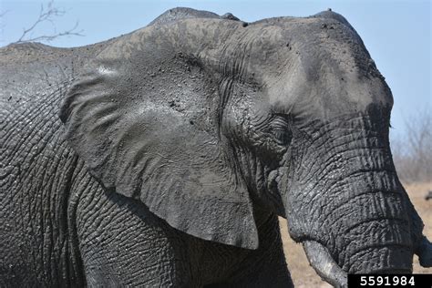 African Elephant Loxodonta Africana Proboscidea Elephantidae 5591984