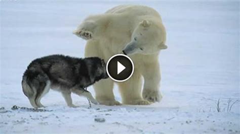 Dog And Polar Bear Friendship