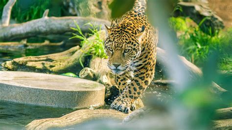Jaguar Is Walking On Tree Trunk In Body Of Water HD ...