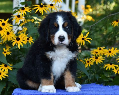 Bernese mountain dog breed health, training, breeder referrals, rescue information and education for berner puppy buyers, owners, breeders, of bernese mountain dogs. Bernese Mountain Dog Puppies for Sale