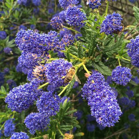 Blue Flowers Enrich A Garden The Links Site
