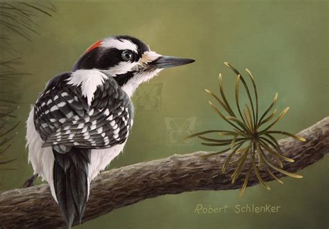 Hairy Woodpecker Prints Available Artists For Conservation