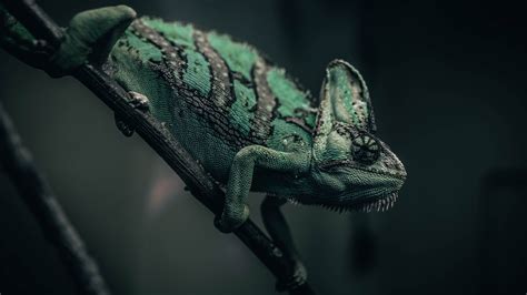 Chameleon Lizard Green Wallpaper 2560x1440 2k Wqhd Qhd