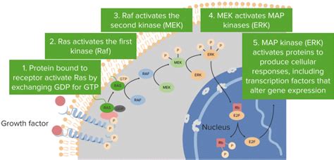 Describe the stages of mitosis and cytokinesis, in order. Cell Cycle: Regulation, Apoptosis, Mitosis & Replication