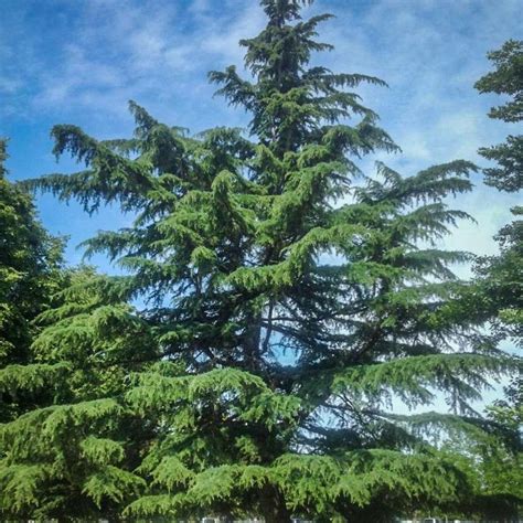 Deodar Cedar | Deodar Cedar for Sale — PlantingTree