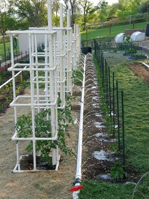How To Build Your Own Pvc Tomato Cage Tomato Garden Garden Trellis