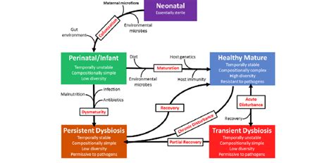 Factors Influencing Gut Microbial Development And Steady States Over