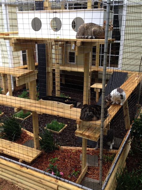 20 Building A Cat Enclosure