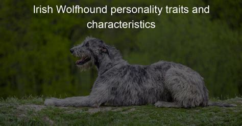 Irish Wolfhound Personality Traits And Characteristics Big And Irish