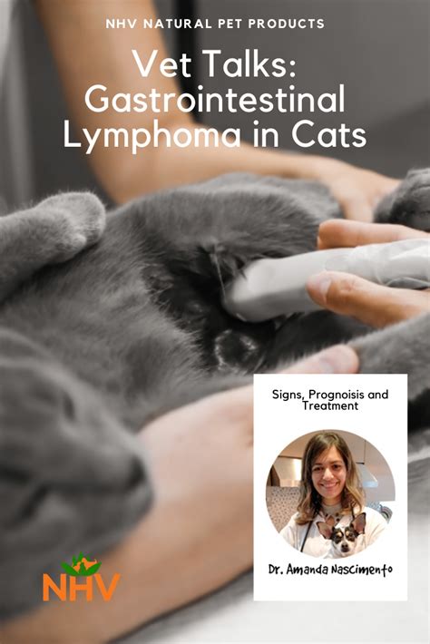Lymphoma In Cats Symptoms Man Coombs