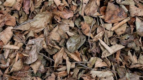 Brown Dry Leaves On The Ground For Background And Wallpaper Stock Photo