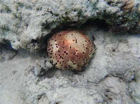 Culcita Schmideliana Indian Ocean Cushion Starfish Snorkeling Report