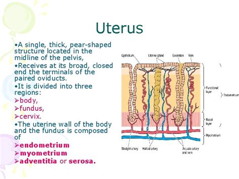 Histology Of Female Reproductive System Petek Korkusuz MD