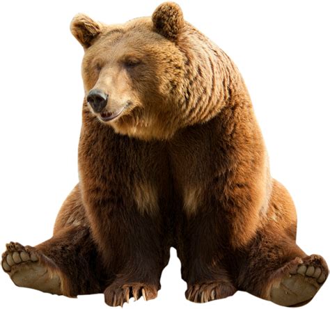 Bear Png Image With Transparent Background Png Arts