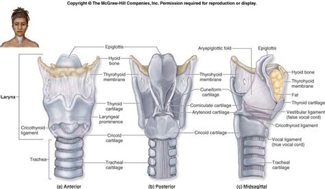Slp Diagram Great Larynx Diagram Speech Pathology Speech Language