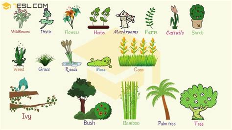 Plant Names List Of Common Types Of Plants And Trees • 7esl Plants