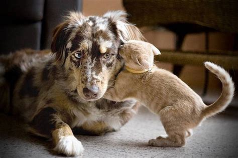 At petsmart, we never sell dogs or cats. Dog And Cat Lover Nice Photos 2012 | Funny Images Show