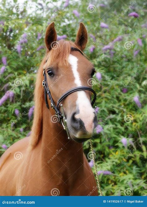 Pretty Chestnut Horse Head Shot Stock Image Image Of Spring