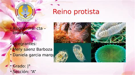 Reino Protista So Biologia Reino Protista Biologia Protozoarios Images