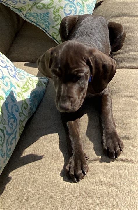 Below is a sample search of our german shorthaired pointer breeders with puppies for sale. German Shorthaired Pointer Puppies For Sale | Palm Springs, CA #324507