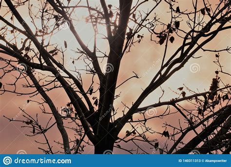 Sun Peeks Through Thick Clouds Behind Bare Tree Stock Image Image Of