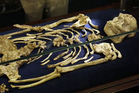 Our Ancient Ancestor Little Foot Makes Her Debut Daily Mail Online