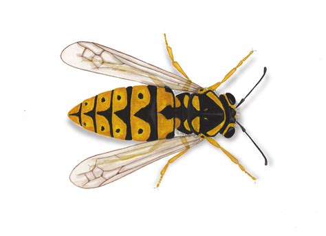 How Pests Communicate Ehrlichs Debugged Blog