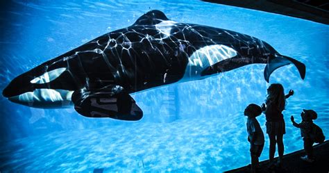 Seaworlds Killer Whale Shows To End In California After Todays Final