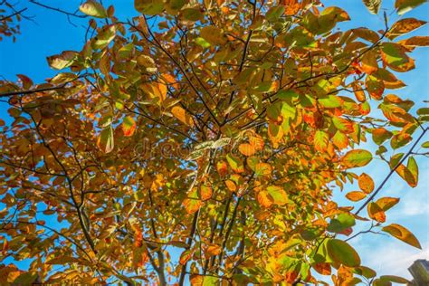 Foliage In A Blue Sky In Autumn Colors In Sunlight At Fall Stock Image