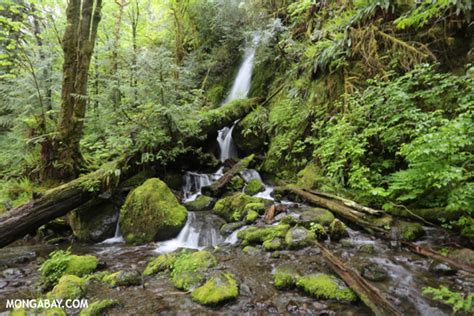 Visiting The Temperate Rainforest Of The Pacific Northwest