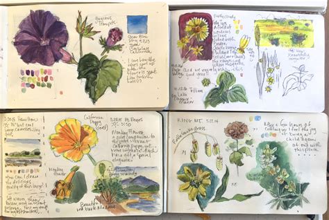 Botanical Studies From Kristin Meuser Sketchbooks Nature Journalling