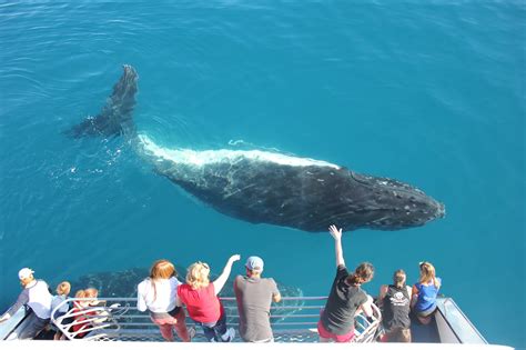 The humpback whale (megaptera novaeangliae) is a baleen whale and a rorqual whale that sings amazing and beautiful songs. Almost Humpback Whale Time in Cairns! | Cairns Tours