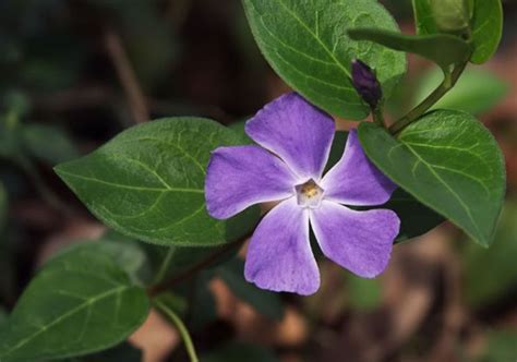 How To Grow Periwinkle Or Vinca Plants Hubpages