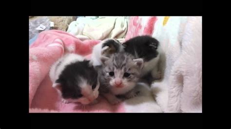 ちょー可愛い赤ちゃん 子猫のよちよち歩き Too Cute Kittens Youtube
